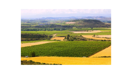 Centenario de la DOCa Rioja: un Siglo de Excelencia Vinícola